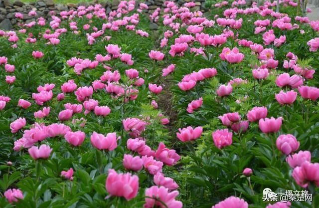 『观赏时间』全部免费!千亩芍药、500亩油牡丹花开成海… 周末约起