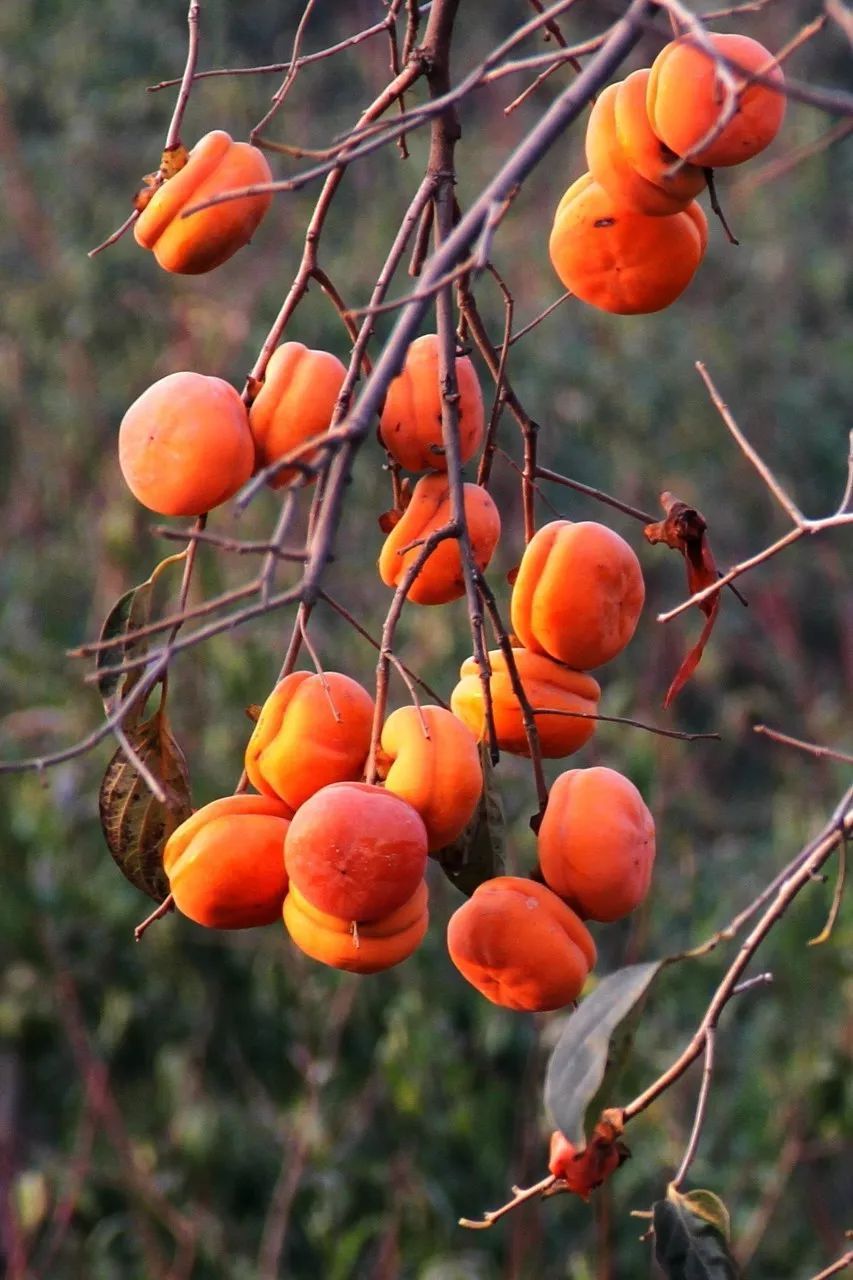 10个藏在深山人不知的古村落，却是世外桃源