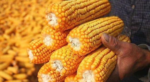  【上涨】2020年以后，农民迎来“3上升1下降”，开支少，赚头多