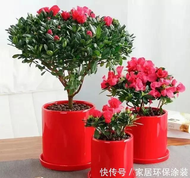  杜鹃花|杜鹃花这样养，不掉叶不落蕾，花开一波又一波，来年继续开