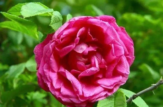  养花：阳台养花就养这6种花，既能当花养，又能当菜吃