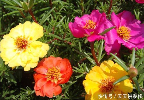 【顽强】什么花卉生命力顽强,适合在家里栽种?