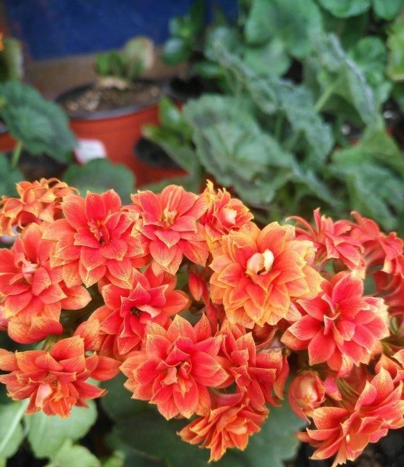  【长寿花的花】长寿花开败了，剪剪枝，晒足太阳，喂点“薄肥”，还能接着开