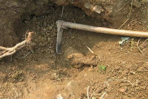  [小伙]农村小伙种植这种野货，亩产8千斤，每斤2块钱