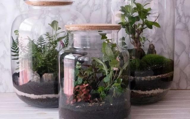  『布置在玻璃』在玻璃容器里布置的植物景观，栽培这些植物，都是很容易照顾的