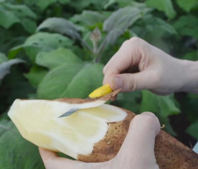 『还要』“爷爷,我还要吃地里挖出的梨”,“宝贝,梨是长在树上的啊”