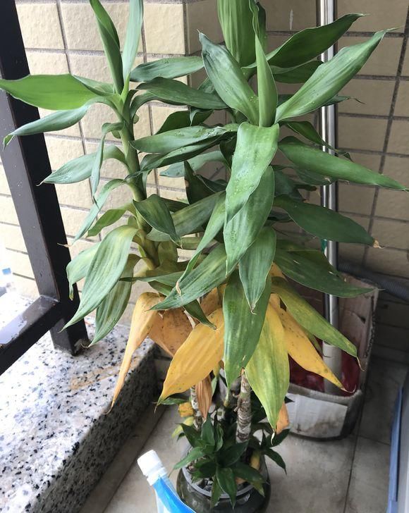 #秀丽#绿植能美化家居,4种绿植清新秀丽,叶子四季绿油油,寓意还很好