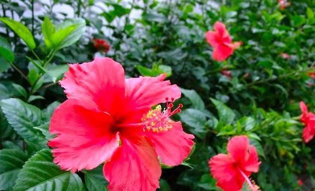  [帮忙]想把阳台变“花海”，3种花来帮忙，叶少花多，一年四季开不停