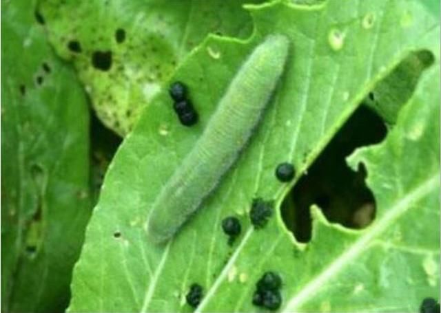 地里的萝卜白菜生了菜青虫 不用打农药也能解决 环保又卫生 雪花新闻