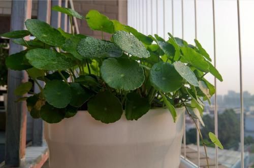  『对症下药』兰花焦尖的6大原因，搞清楚了好对症下药，兰花焦尖不用怕