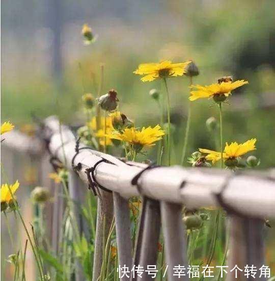  「快乐」篱笆小院住在乡村的快乐，你想体验吗！