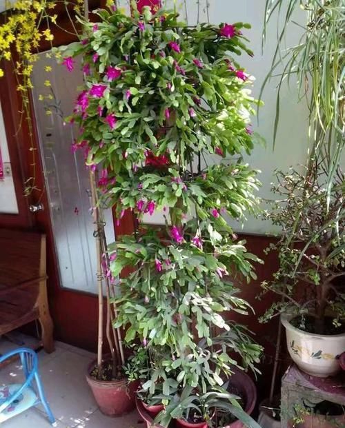  #花塔#一根叶仙把蟹爪兰嫁接成了花塔，开花壮观成瀑布，嫁接存活6绝招