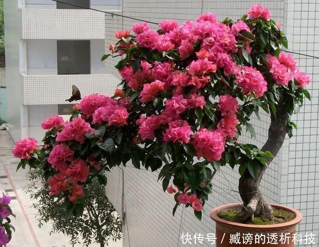  「植物」家里面的植物总不开花，原来是没注意这几点！
