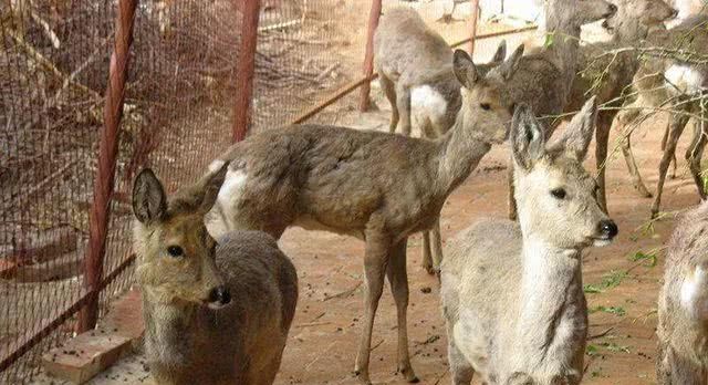 农民工回乡创业搞养殖，养点啥最赚钱呢？不是养猪！