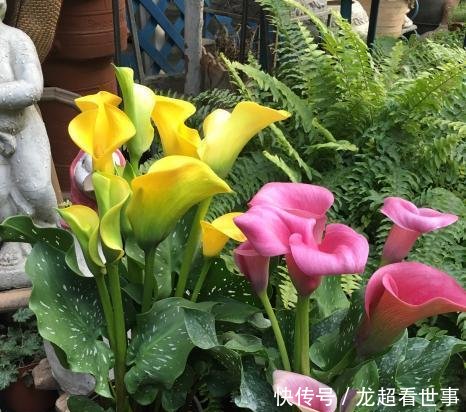 【浇水一定】这5种花“爱喝水”,一周喝一桶,缺水马上黄叶,别忽视!
