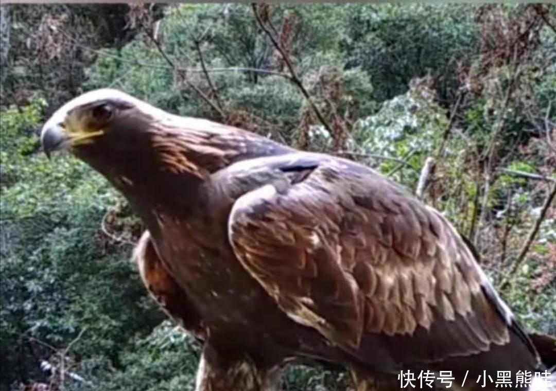 神雕现身神农架：1.2米高金雕猎食猪獾