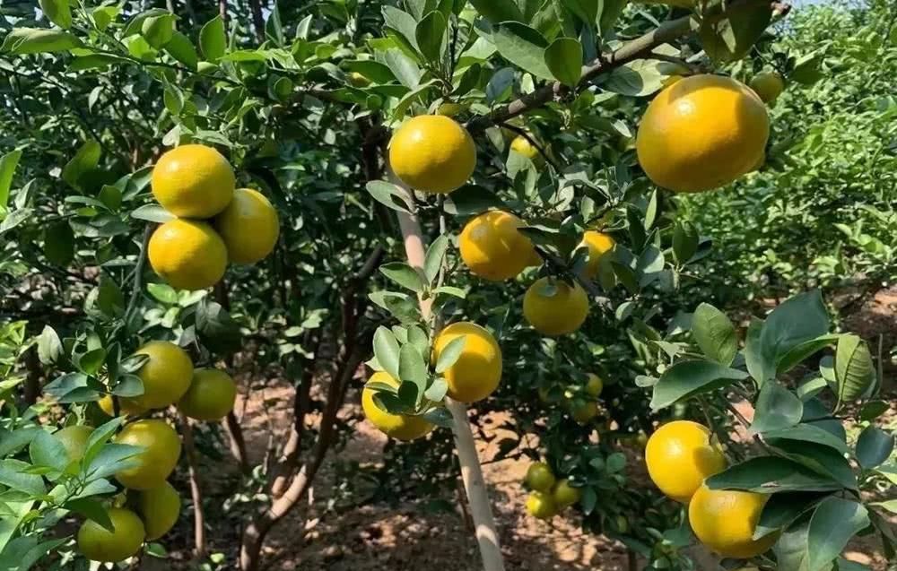  「冻烂」20亩果子即将冻烂，果农心急如焚，只盼年前能卖掉