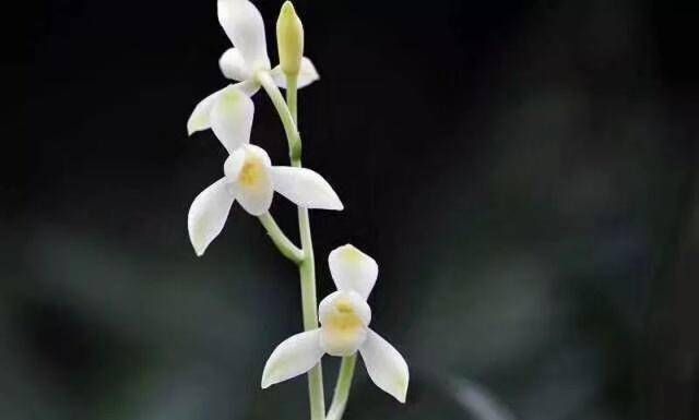  『芦苇』在叶芽和新根之后，兰花的老芦苇什么时候才能进入花盆呢？如何进行水资源管理？