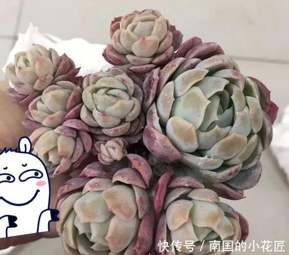  『图片作者』多肉变成白菜价，几毛钱1棵，有的都白送，你买贵了吗？