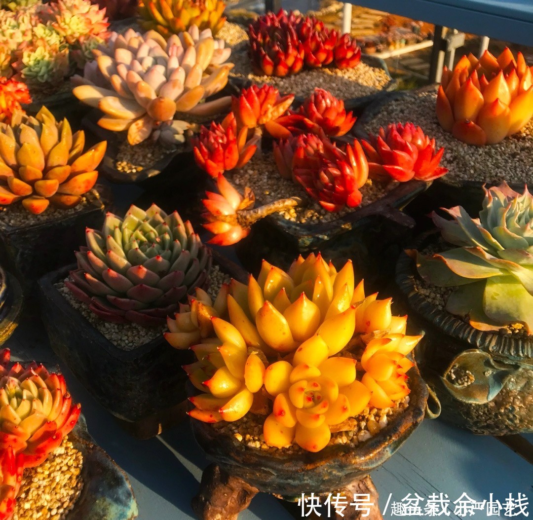 过量:多肉叶片干瘪就要浇水?小心它死于“浇水过量”