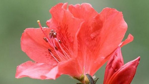 #温度#杜鹃花要如何种植?繁殖的过程有哪些需要准备的?
