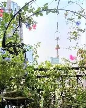  [吊起来养]阳台这样种花, 可以美上一整年, 整个小区都会羡慕你!