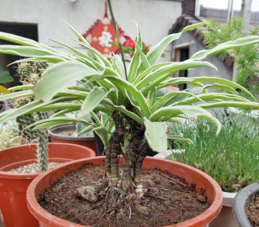 \＂l6\＂: \＂水培富贵竹怎么养\＂给花狠心剃光头,新芽呼呼冒,1年变老桩!