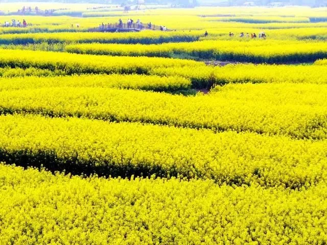中国最美的油菜花海,油菜花逐渐“染黄”了神州大地