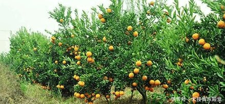 丑橘是转基因水果吗 这几类人最好别吃!