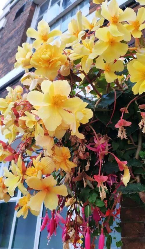  『家里』4种花春天必须养，开花多得数不清，家里变成小花园！