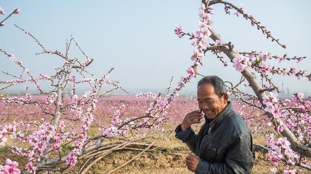#田间#人间三月芳菲尽,田间桃花始盛开,农民桃园弄桃花,干什么呀