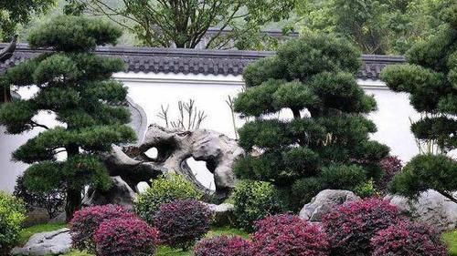  富贵■庭院种这5种“景观树”，雅致大气、好寓意，种家中一派富贵气象