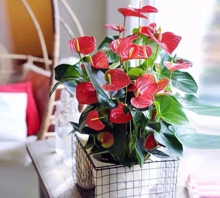 浓香花卉|室内养花,这四类花最好不要养,小心危害健康和安全!