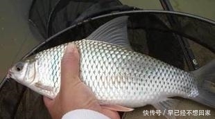 『调整』垂钓土鲮鱼，遇吃口轻，试着这样调整，让你有意想不到的惊喜