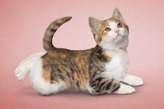 辟谣：这些关于养猫的五条传言，你相信了几条