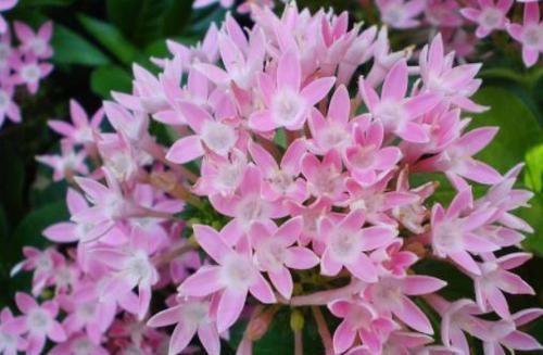  『繁星花』喜欢玫瑰，就养“高端玫瑰”卡罗拉，花色红艳似火，热情奔放