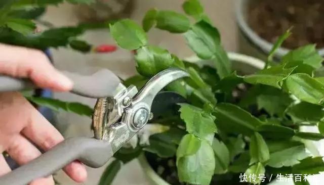 『扦插』空气生根扦插法,有效的懒人养花方法!揪片叶子丢袋子,太好活了