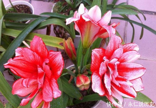 『朱顶红』最挺拔的盆栽花卉,花型奇特,花大色艳,适于盆栽装点居室