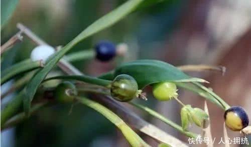 这种野草人称“来尿珠”，果子可以做工艺品，其根部可以拿来入药