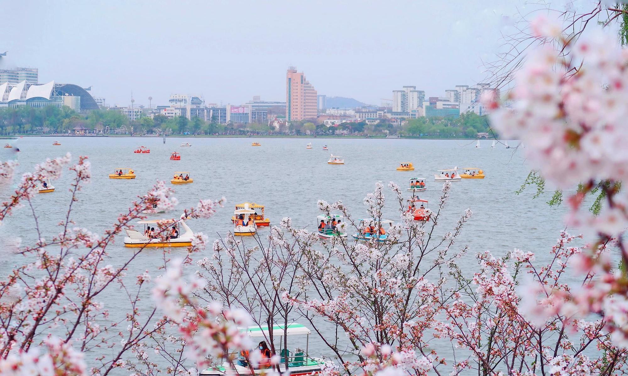  樱花：在南京，这座湖与西湖，南湖并称江南三大名湖，如今樱花盛开