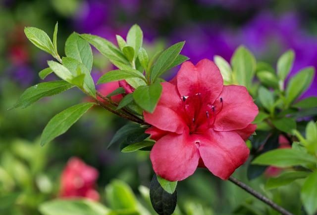 「牡丹」这15种自带“好运”的花，素来招人爱惜，别样雅称更是吸引人