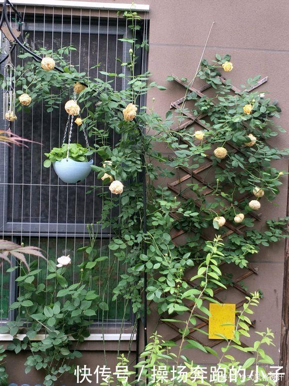  「李小姐还」她将荒芜的后院，改造成最美花园，完工一年后，让人惊艳