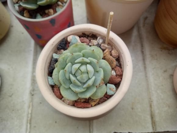  『度夏』4种花堪称“夏必死”，怕热又怕涝，现在不适合买！