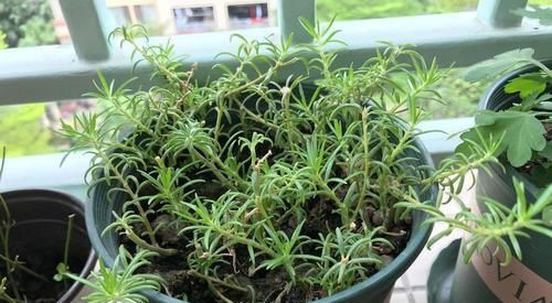  枝条|1种花,掐根枝条丢土里,7天生根长新芽,一年开花300天