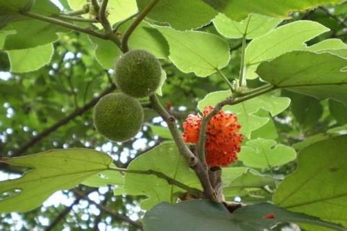 农村一种“恶树”，农民见到就铲除，殊不知它浑身都是宝！