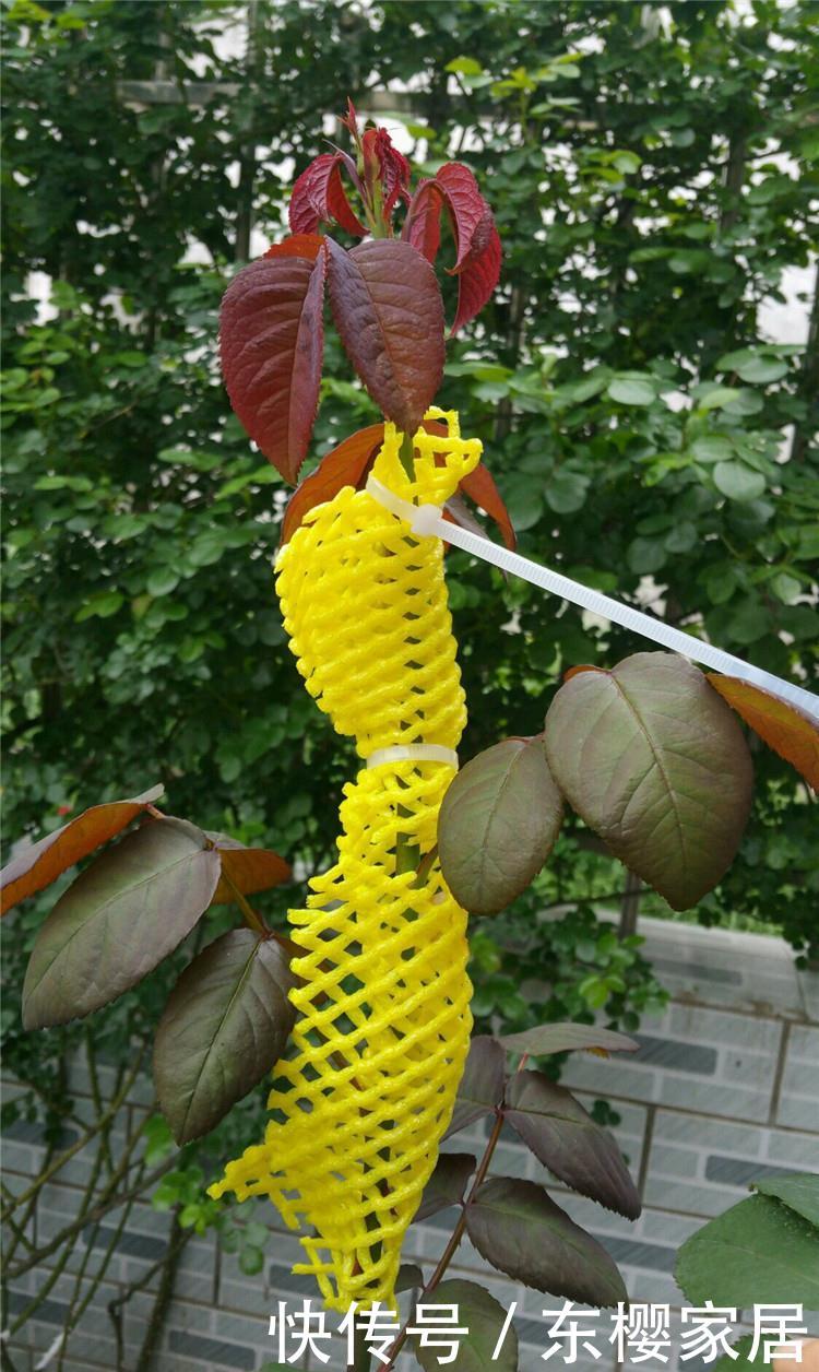 飞贼:月季遇飞贼:先备“黄金甲”,再挂“黄金贴”,DIY防虫工具!