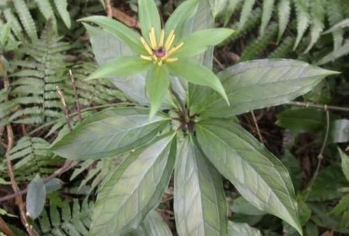  「随处可见」随处可见的“野草”，被称为“七叶莲”，看到也别拔，太珍贵！