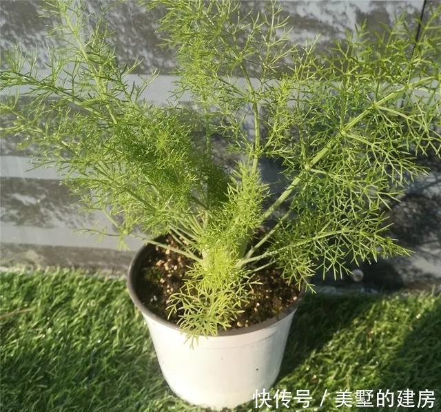  「水果鼠尾草」6种香香花，厨房客厅都能养，闻着香吃着也香，摘一把长10盆！