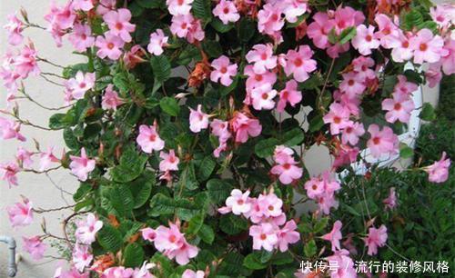 『观赏价值极』新手养花选它,有土有水就能活,随手一样就爆盆!