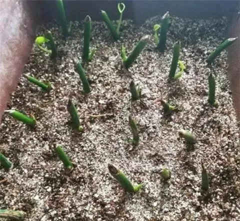  保鲜膜■喜欢绿萝不用买，谁家有去掐点枝条，扦插在花盆里，一个月长爆盆